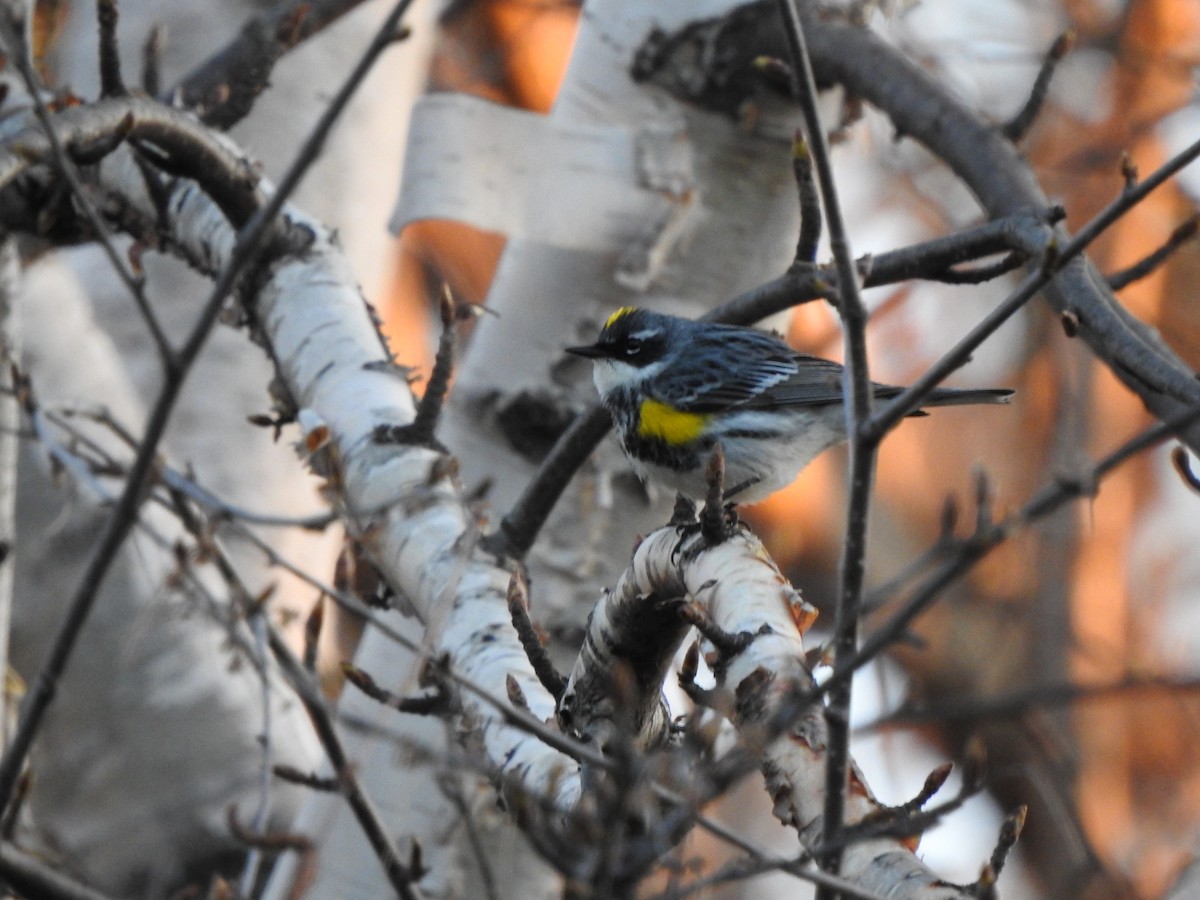 Yellow-rumped Warbler - Danielle McCament