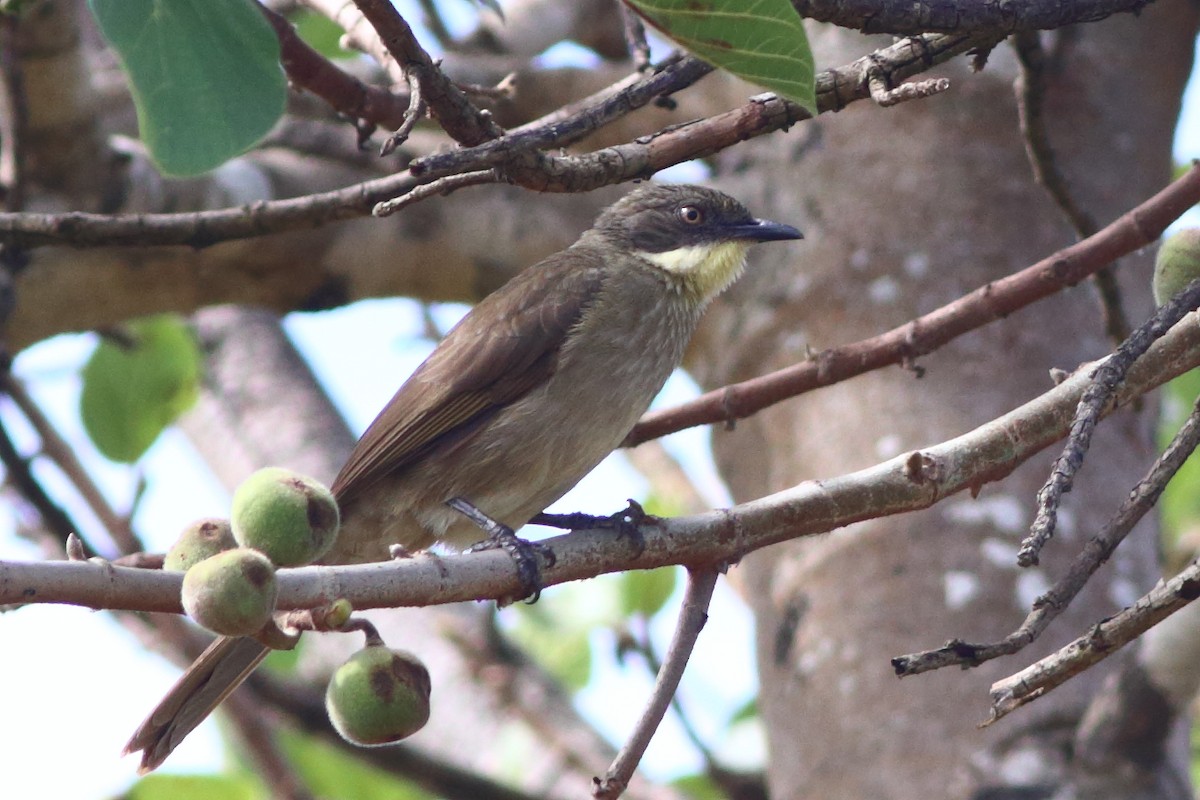 Bulbul Gorjiamarillo (flavigula) - ML566542181