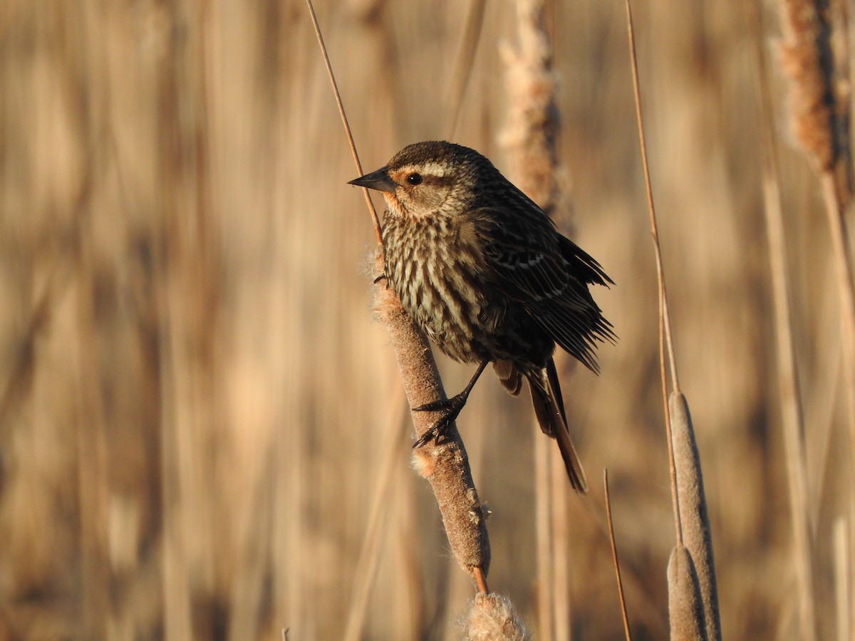 Red-winged Blackbird - ML566542251