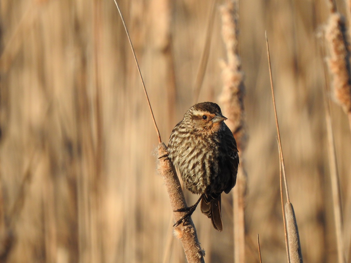 Red-winged Blackbird - ML566542261