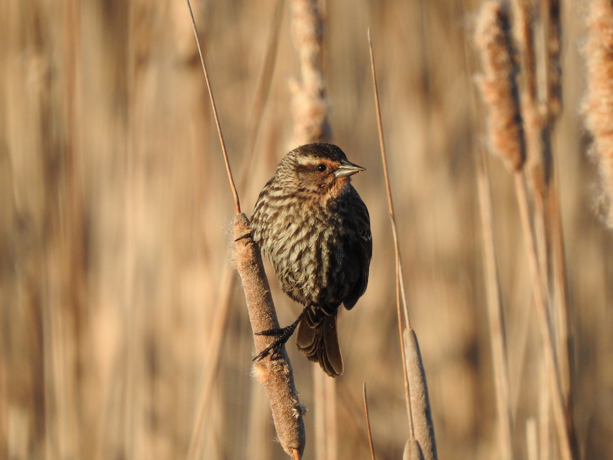 Red-winged Blackbird - ML566542271