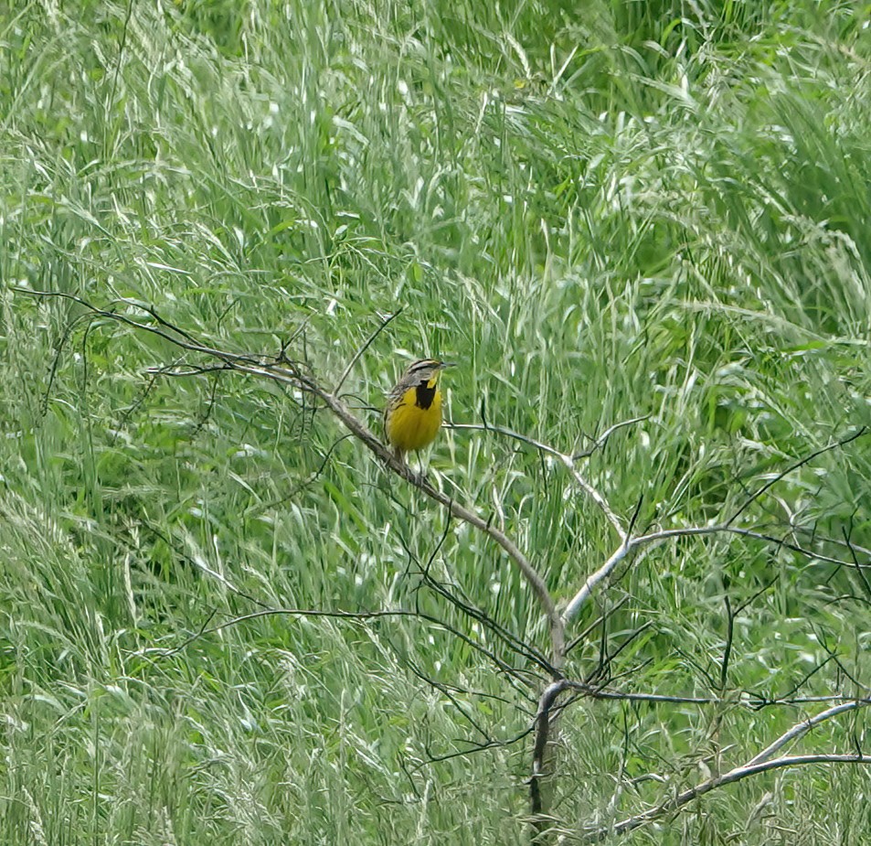 Eastern Meadowlark - ML566542781