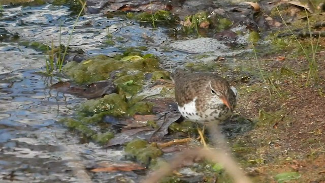 Spotted Sandpiper - ML566543181