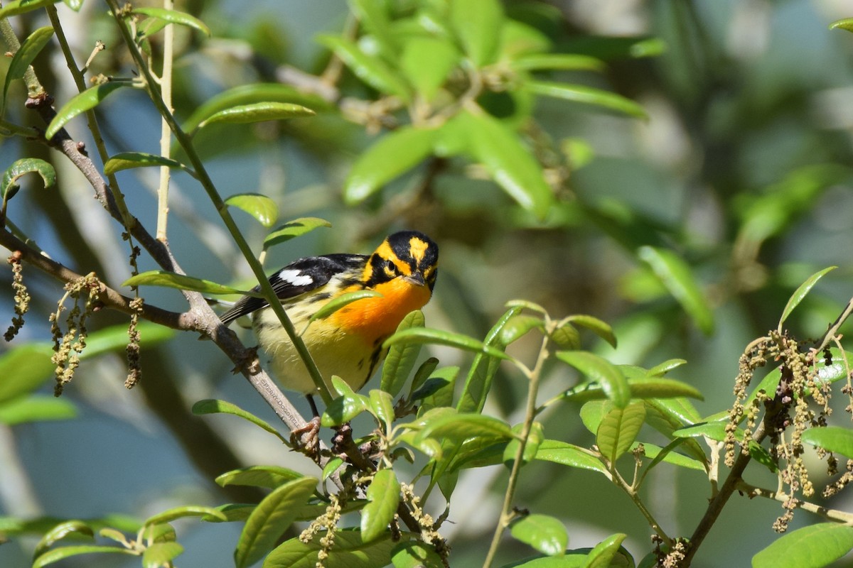 Blackburnian Warbler - ML56654331