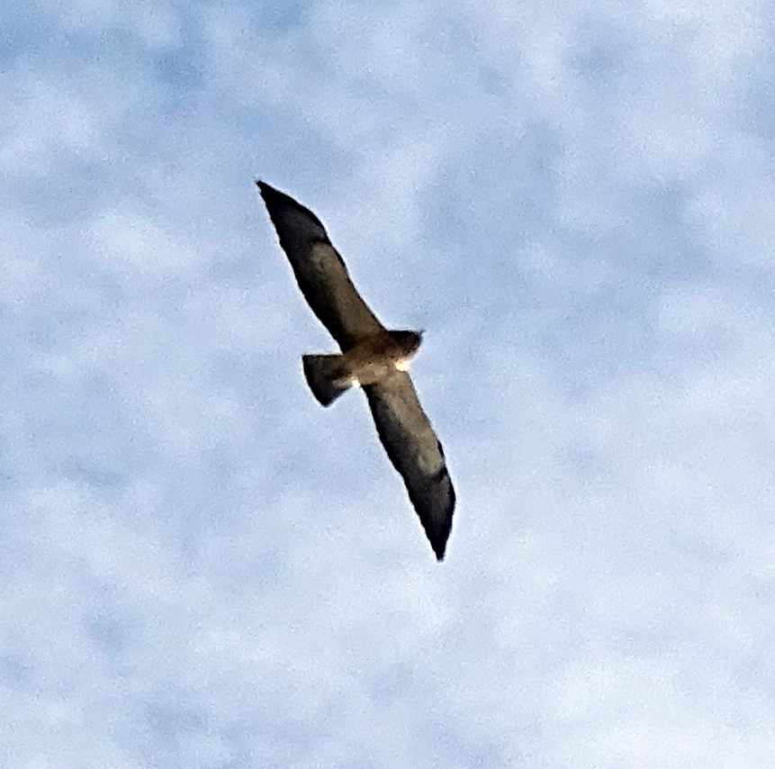 Swainson's Hawk - ML566543381