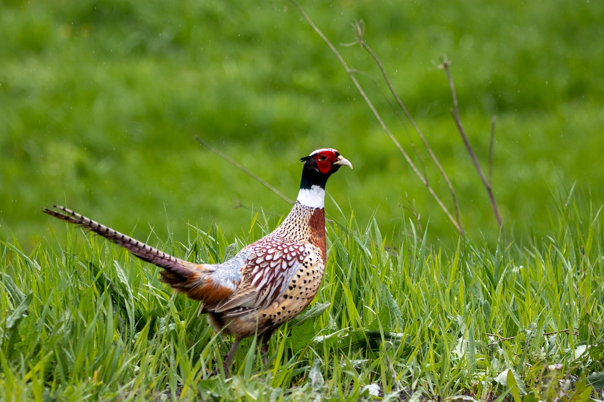 Ring-necked Pheasant - ML566543541