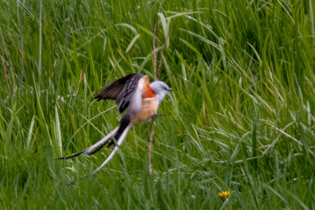 Scissor-tailed Flycatcher - ML566543671