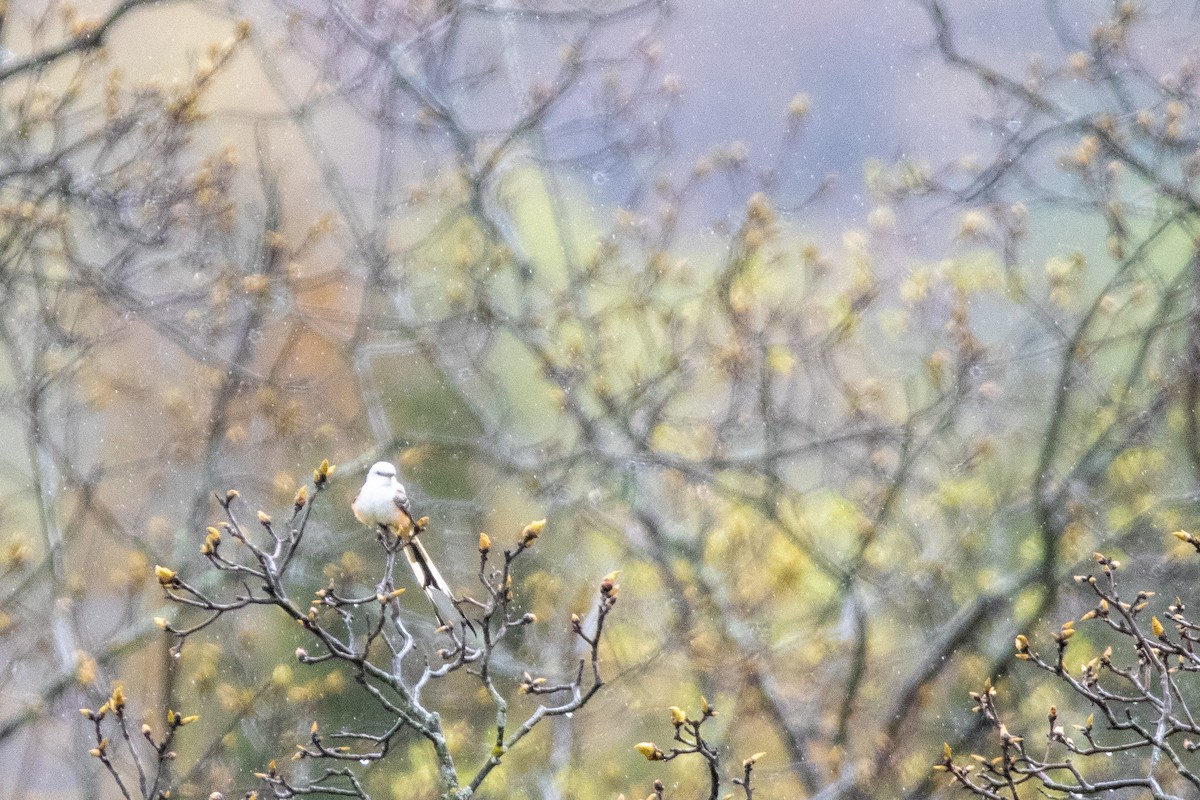 Scissor-tailed Flycatcher - ML566543681