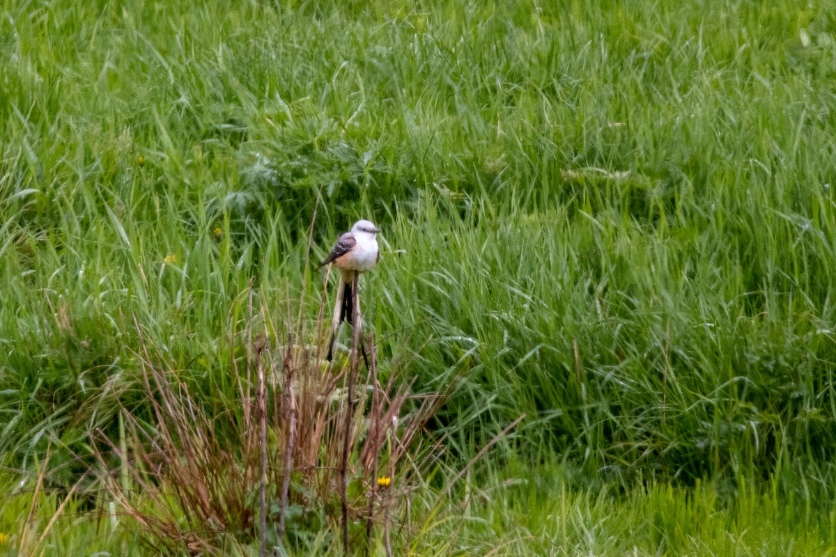 Scissor-tailed Flycatcher - ML566543701