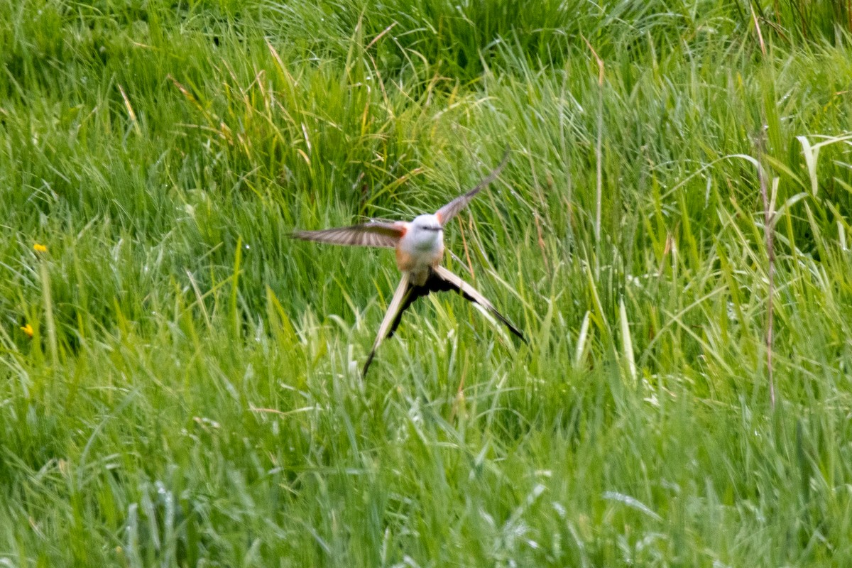 Scissor-tailed Flycatcher - ML566543711