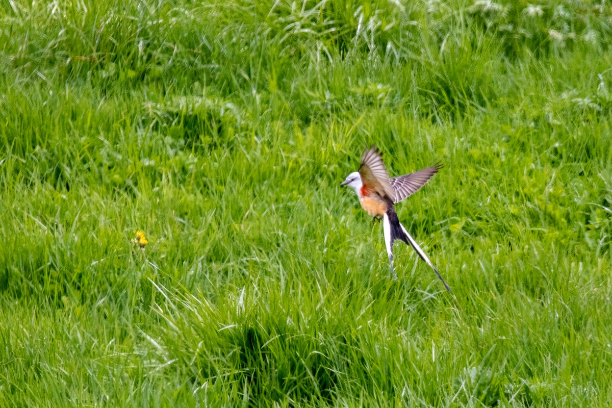 Scissor-tailed Flycatcher - ML566543721