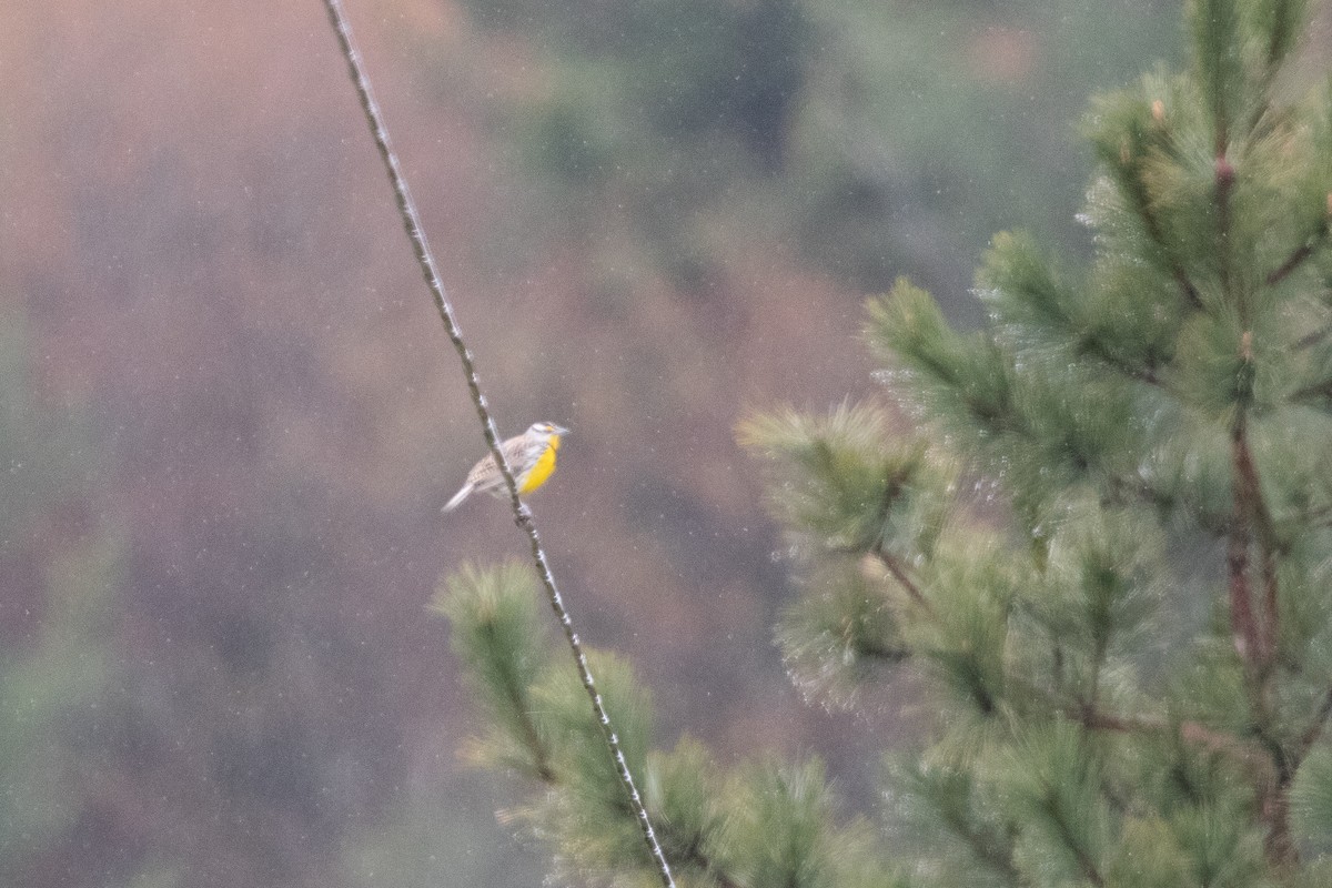 Eastern Meadowlark - ML566543951