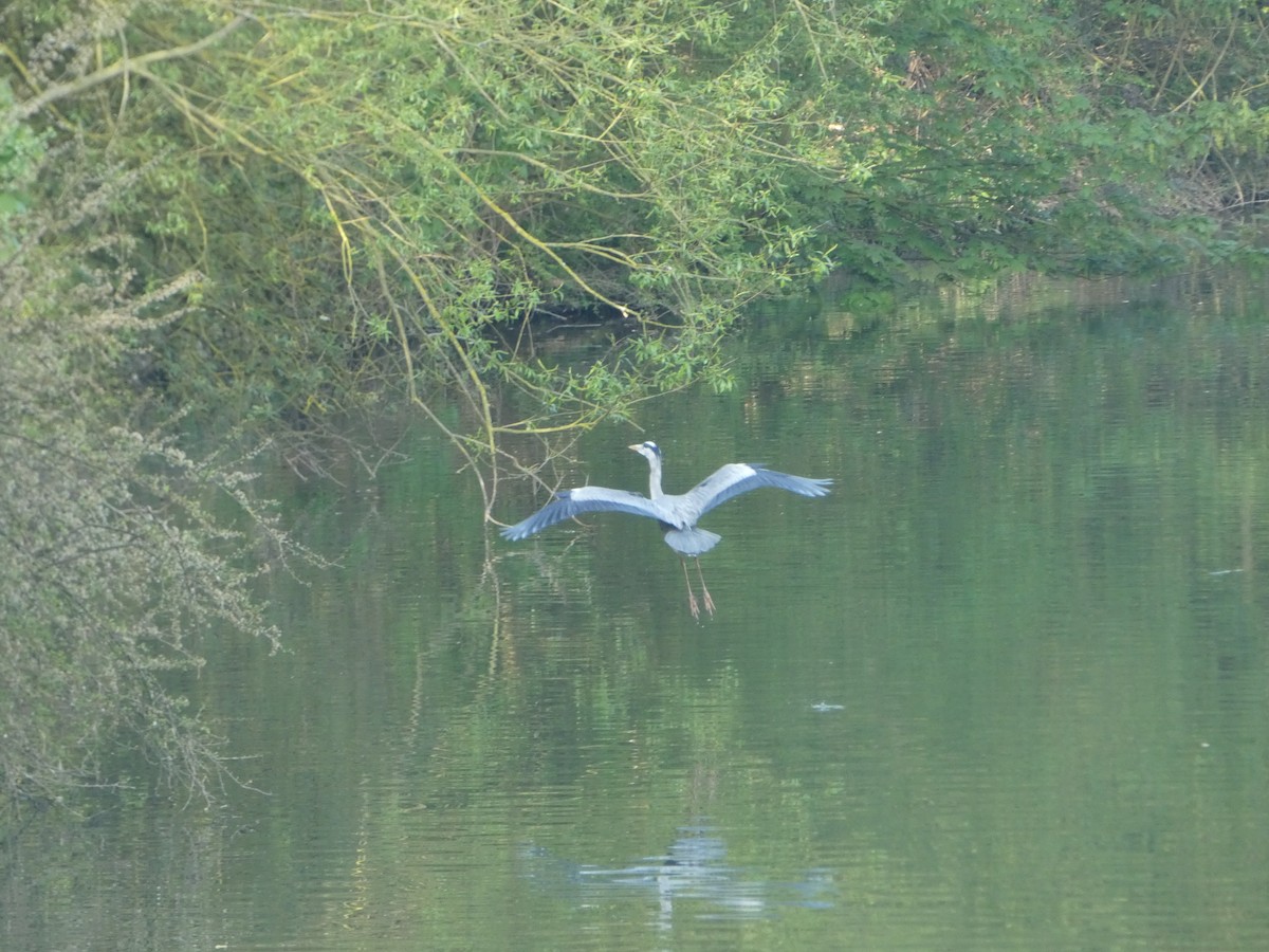 Gray Heron - ML566544251