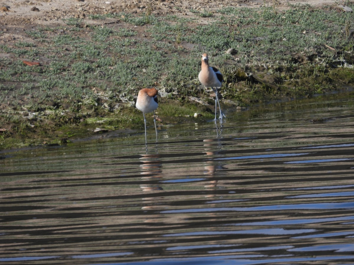 American Avocet - ML566544521