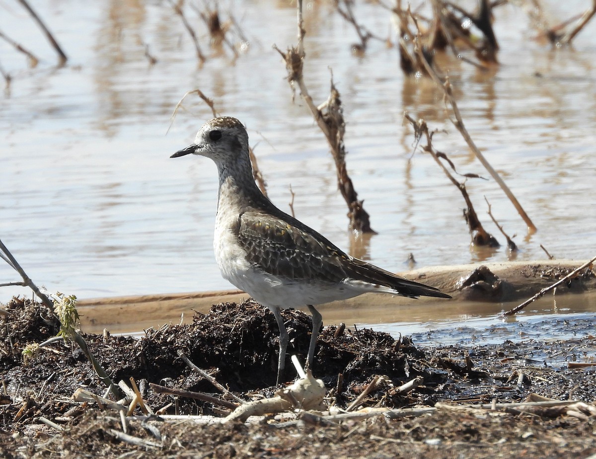 American Golden-Plover - Lauri Taylor