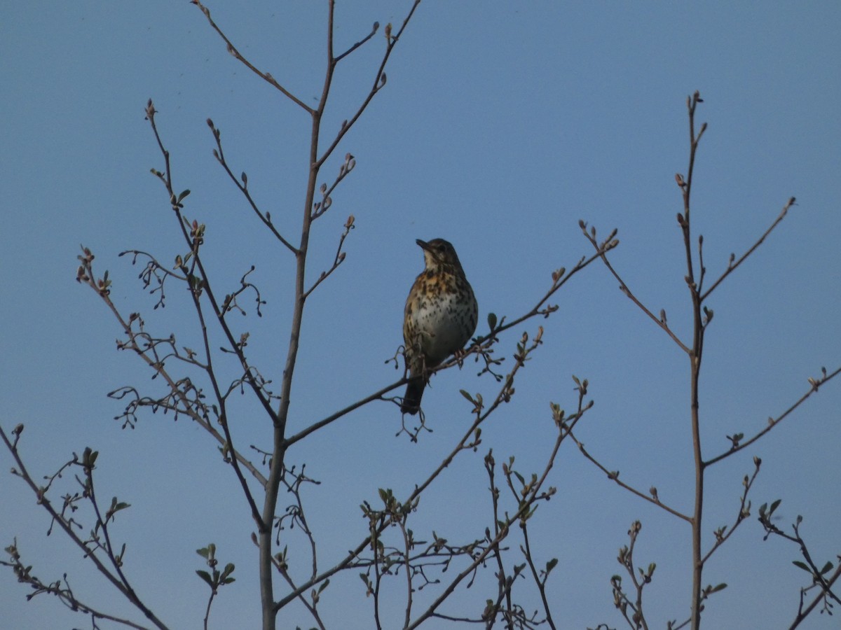 Song Thrush - ML566545071