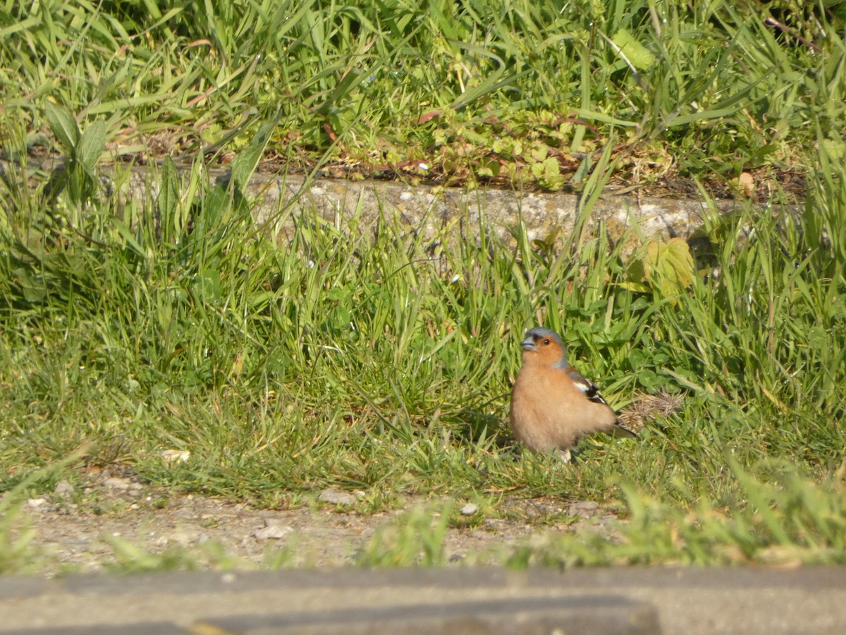 Common Chaffinch - Alex Day