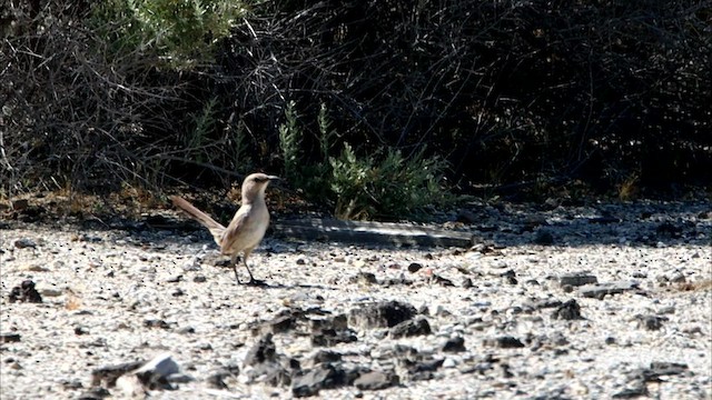 LeConte's Thrasher - ML566545191