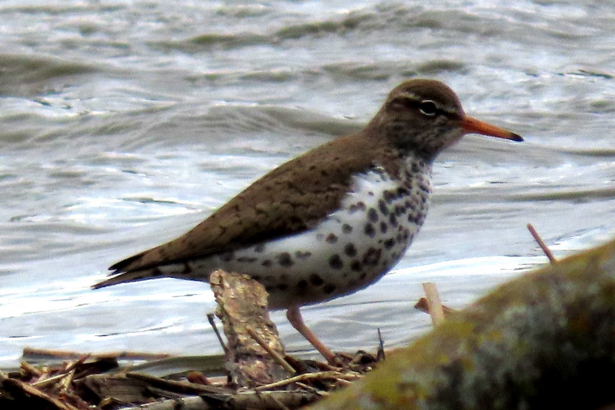 Spotted Sandpiper - ML566545271