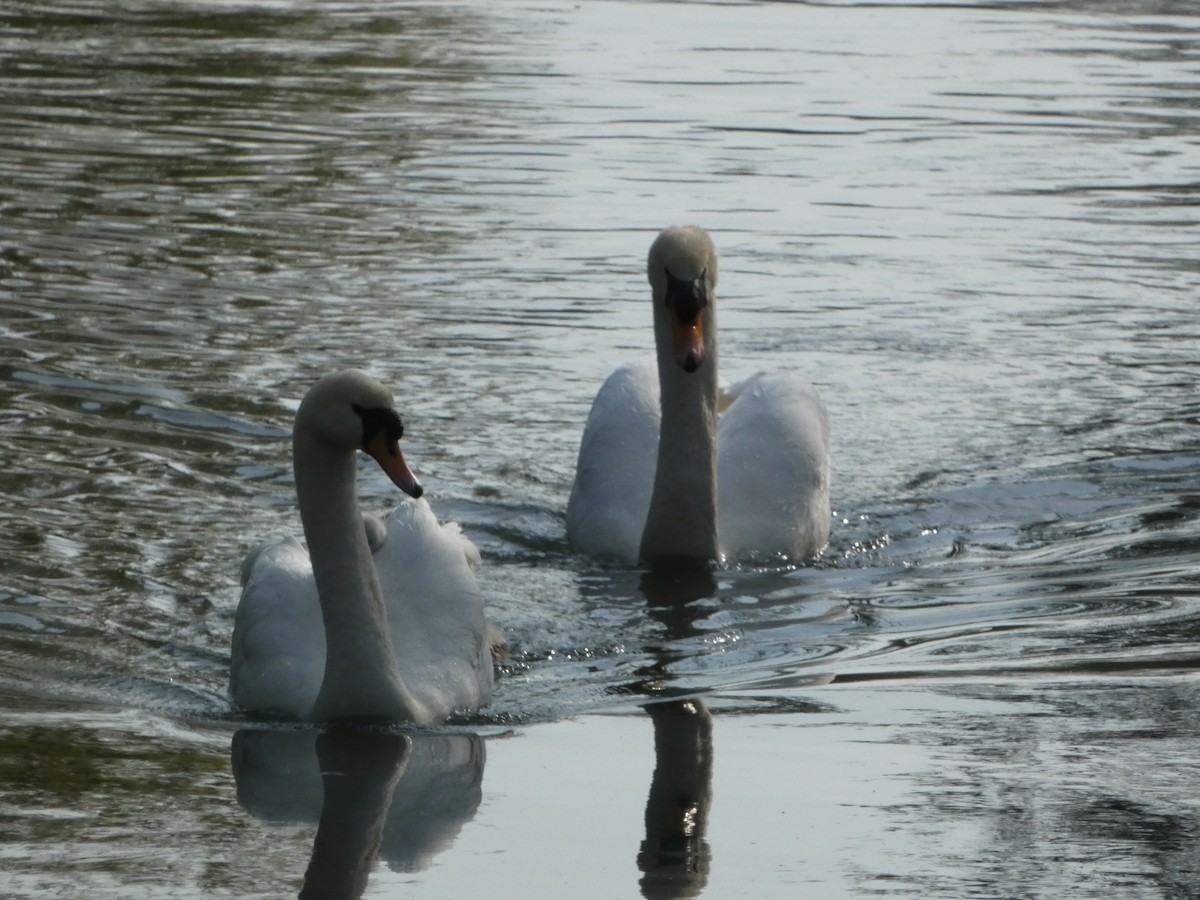 Cygne tuberculé - ML566545351