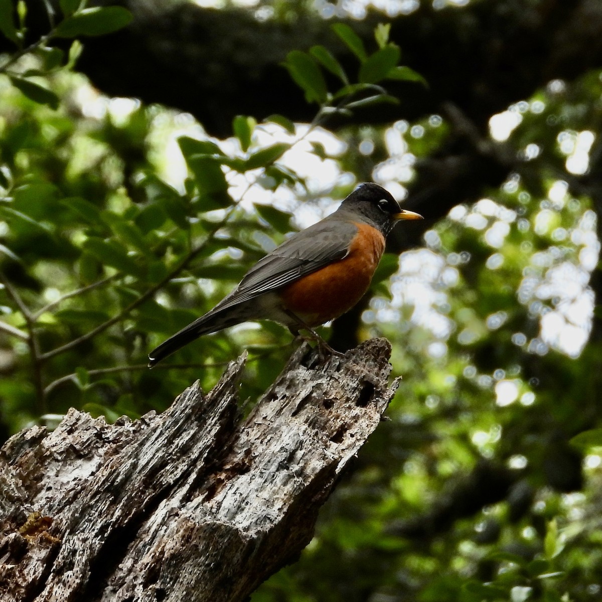 American Robin - ML566545371