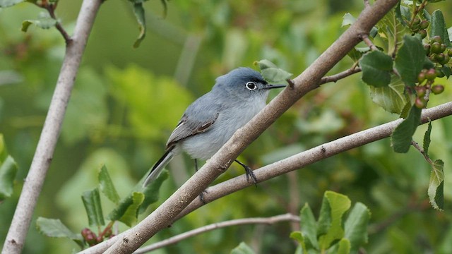 Blue-gray Gnatcatcher - ML566546091