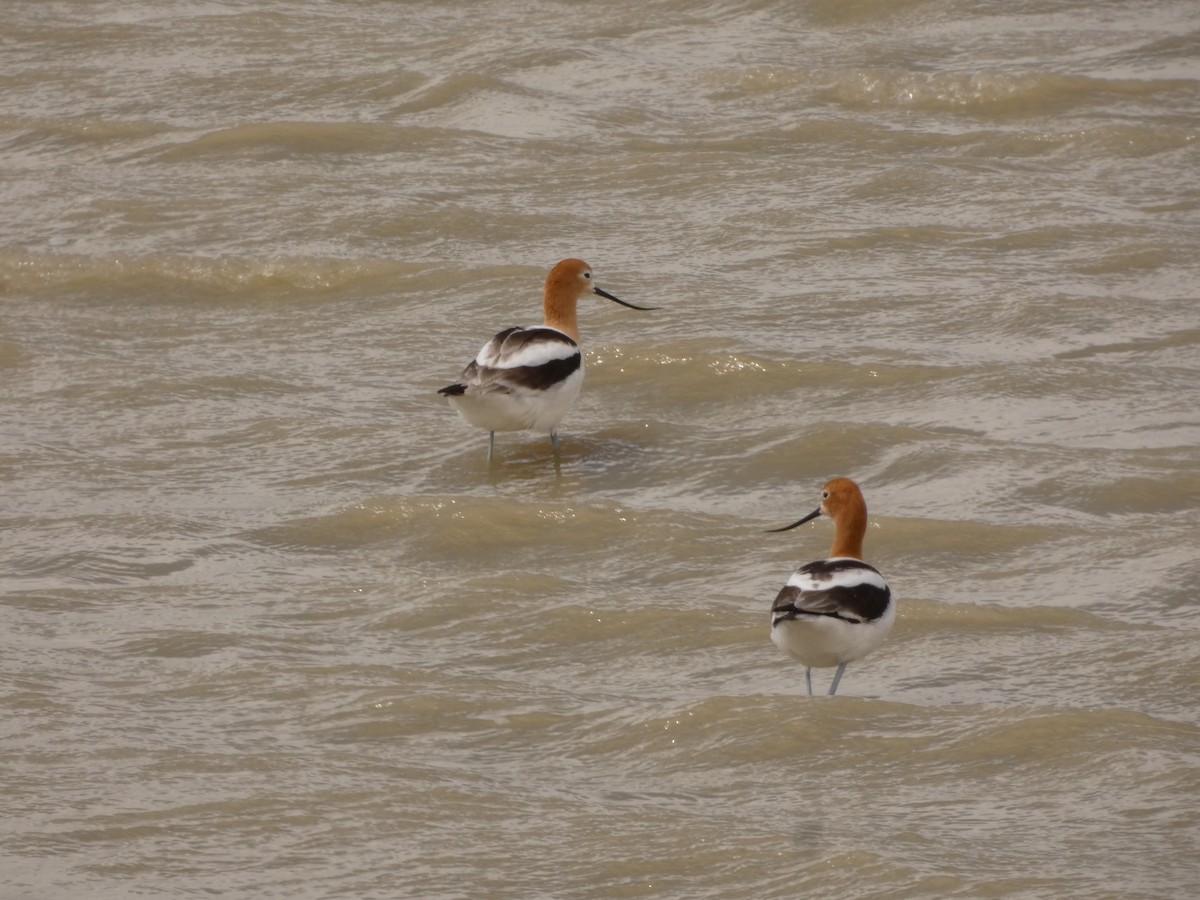 American Avocet - ML566546111