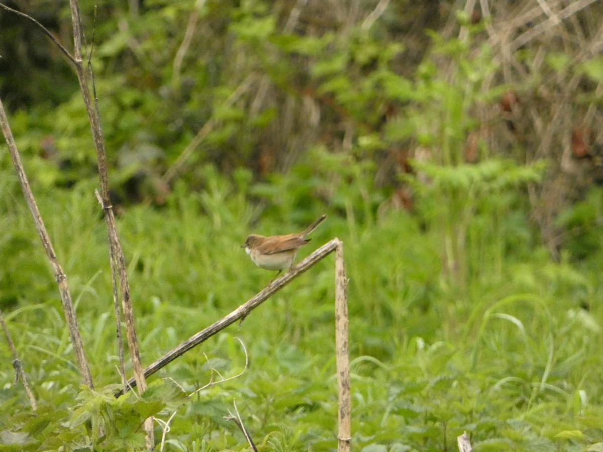 Greater Whitethroat - ML566546181