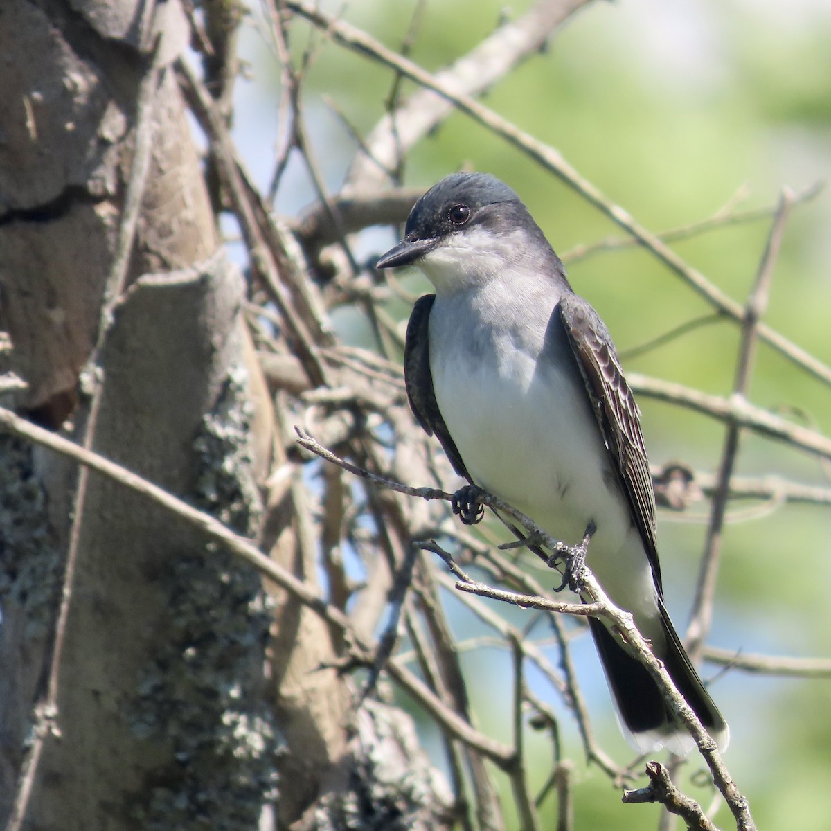 Eastern Kingbird - ML566546451