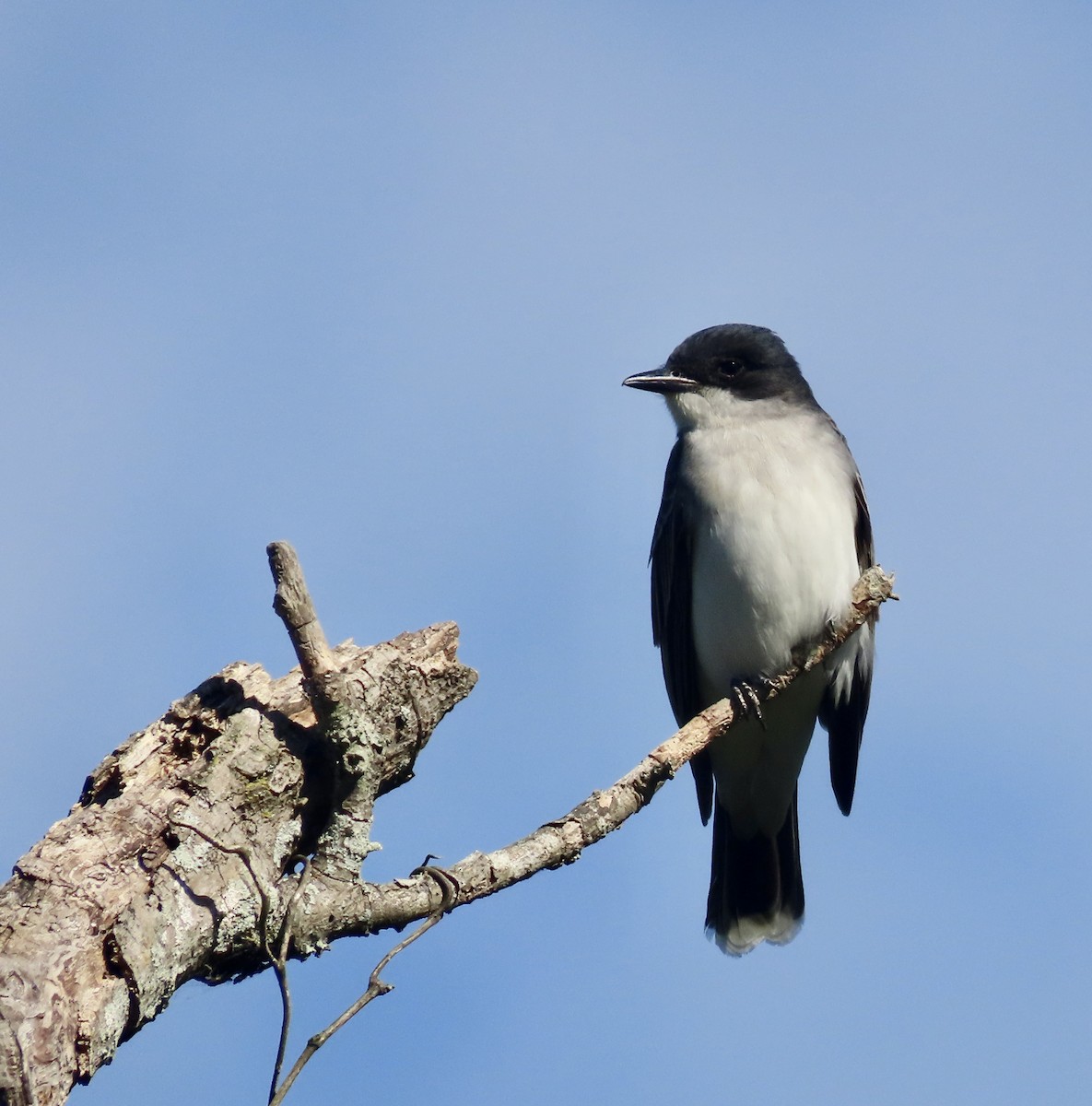 Eastern Kingbird - ML566546461