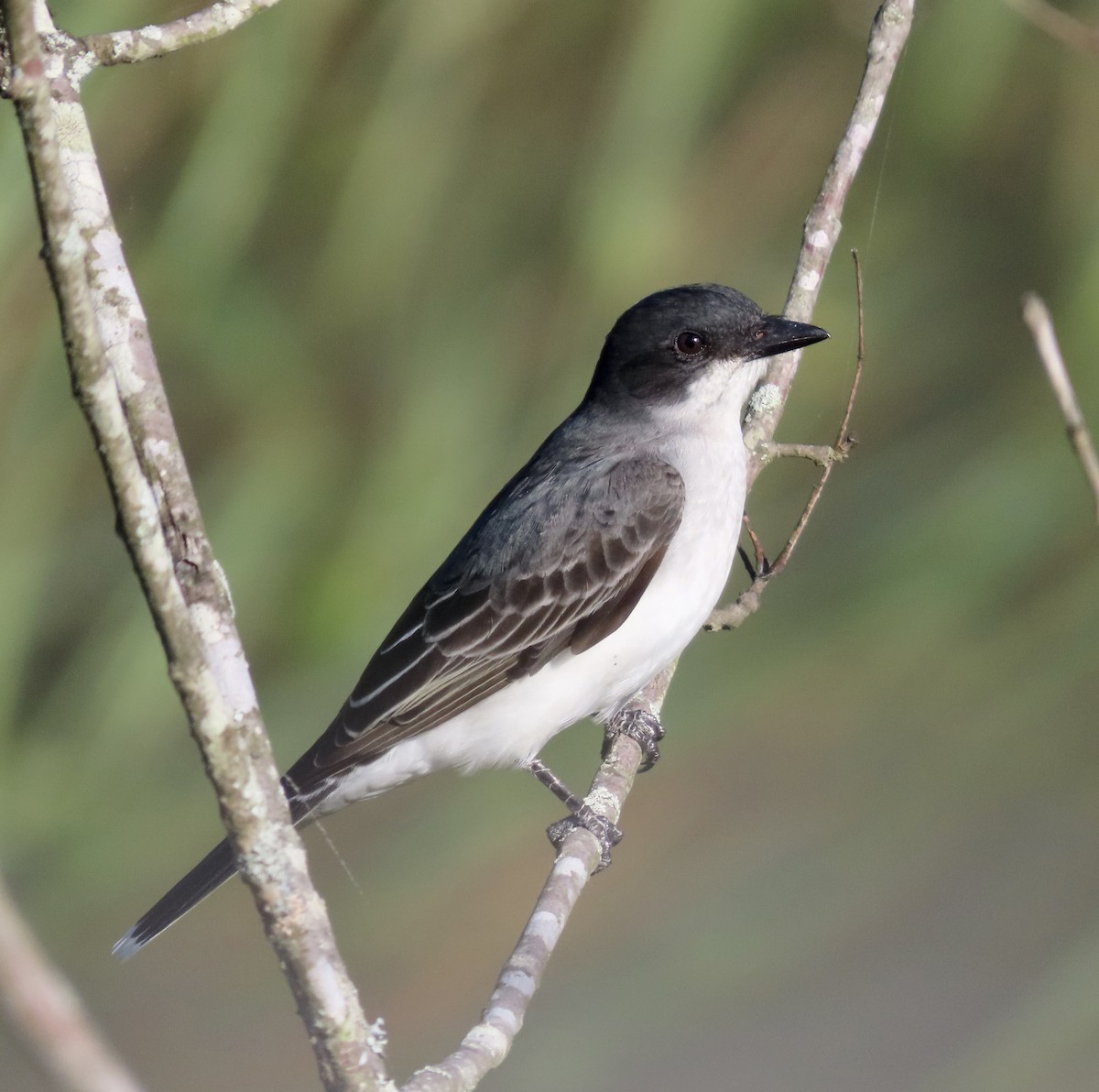 Eastern Kingbird - ML566546471