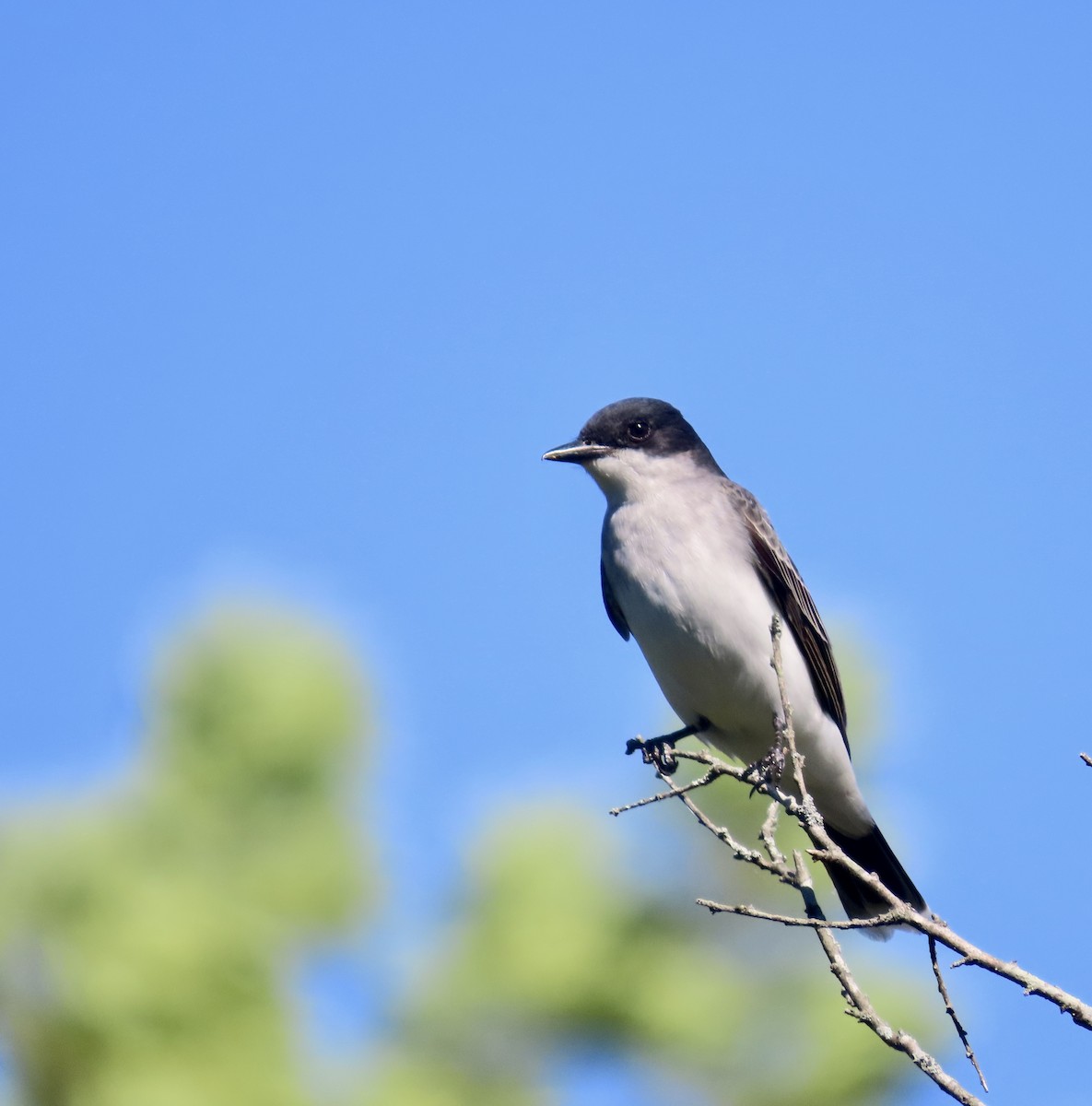 Eastern Kingbird - ML566546481