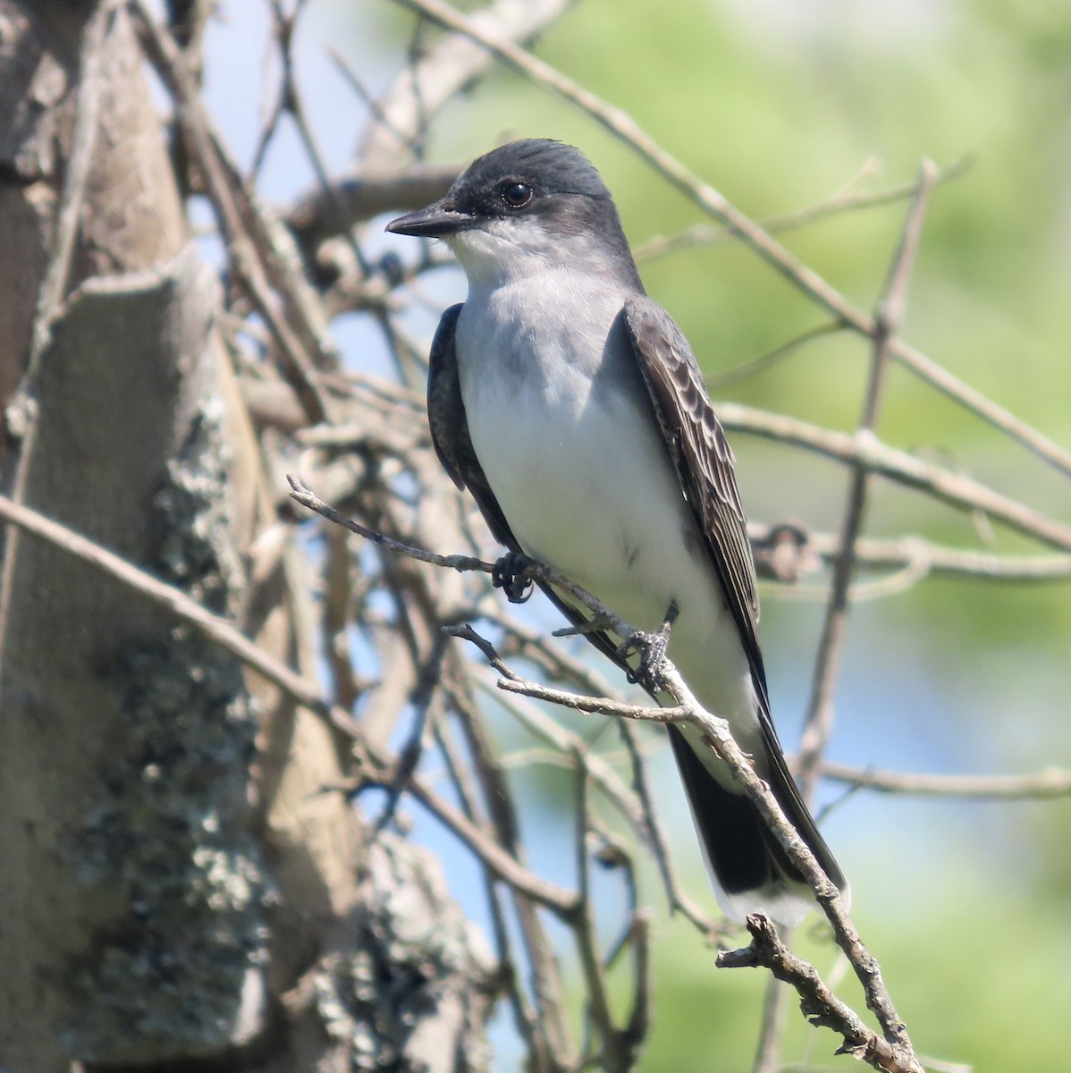 Eastern Kingbird - ML566546491