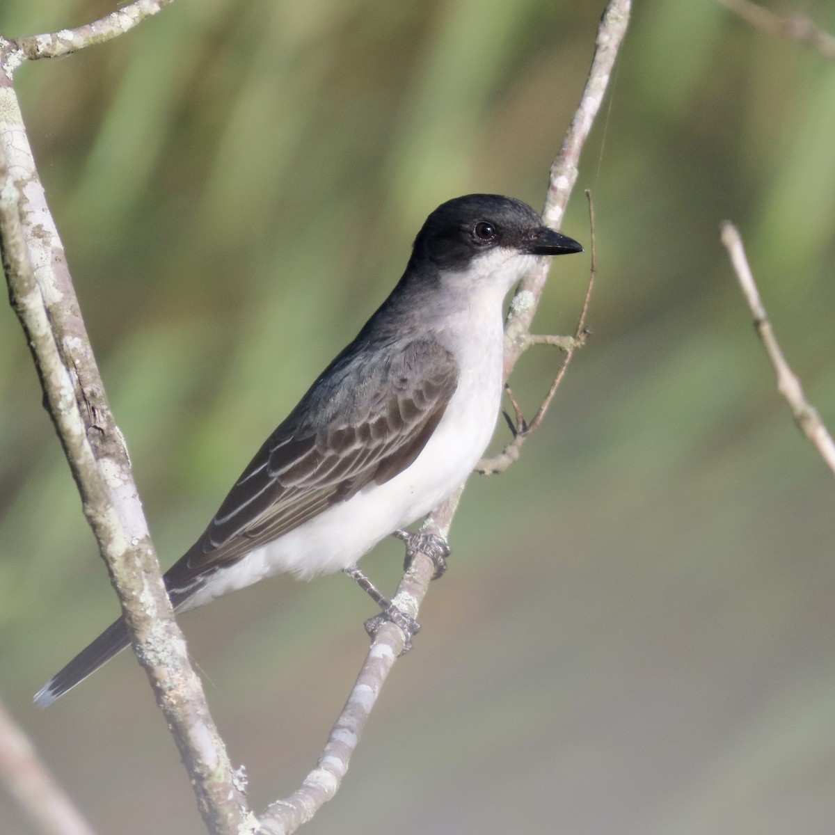 Eastern Kingbird - ML566546501