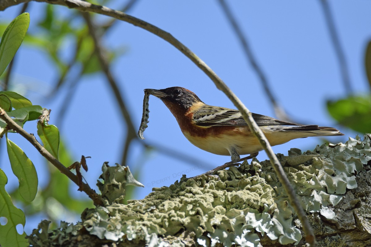 Braunkehl-Waldsänger - ML56654661