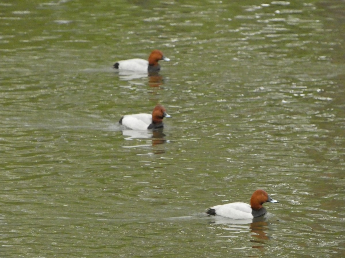 Common Pochard - ML566546851