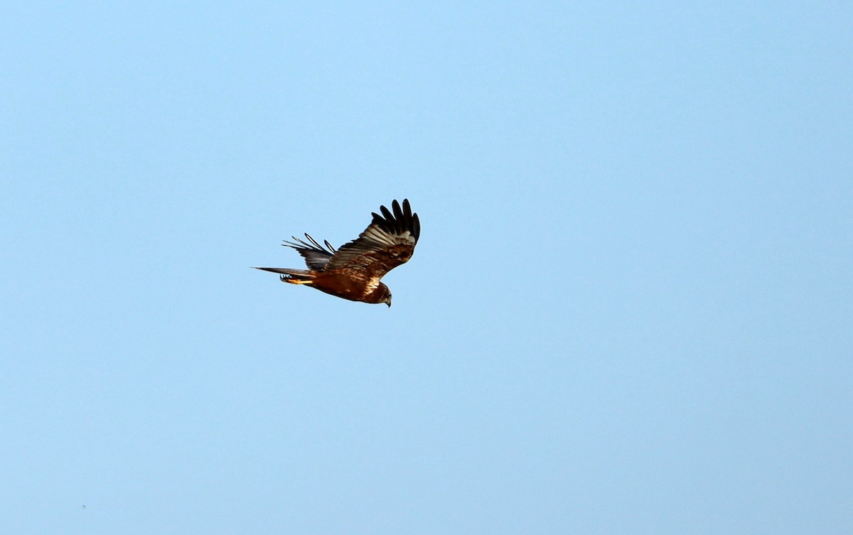 Western Marsh Harrier - ML566547301