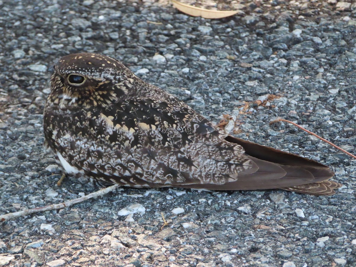 Common Nighthawk - Stephanie Parker