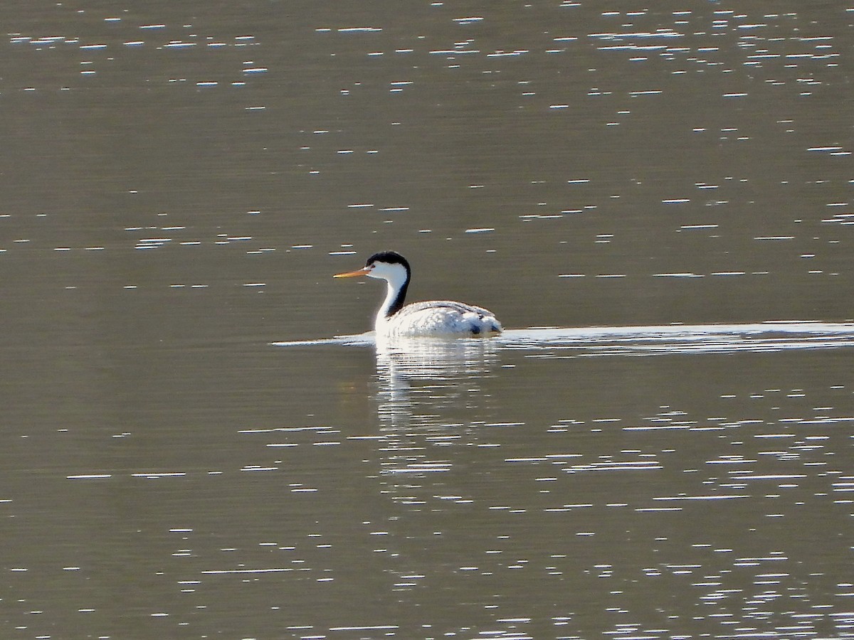 Clark's Grebe - Bill Schneider