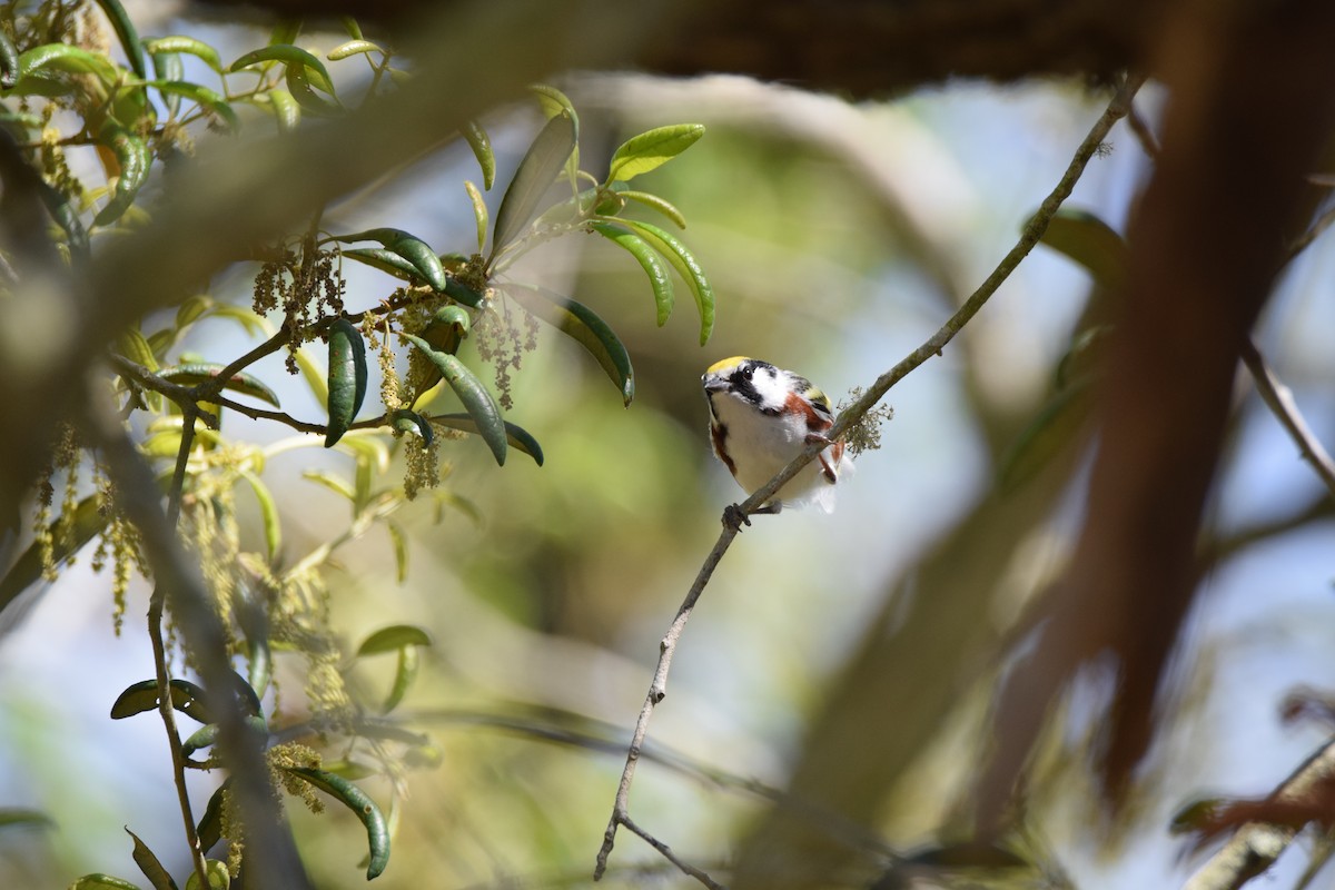 Chestnut-sided Warbler - Perry Doggrell