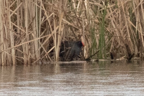 Common Gallinule - ML566548761