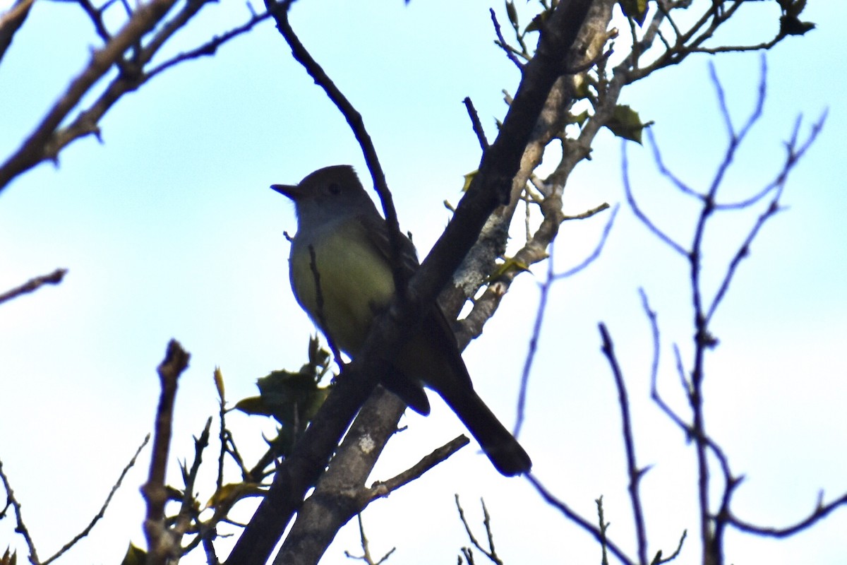 Great Crested Flycatcher - ML566548971