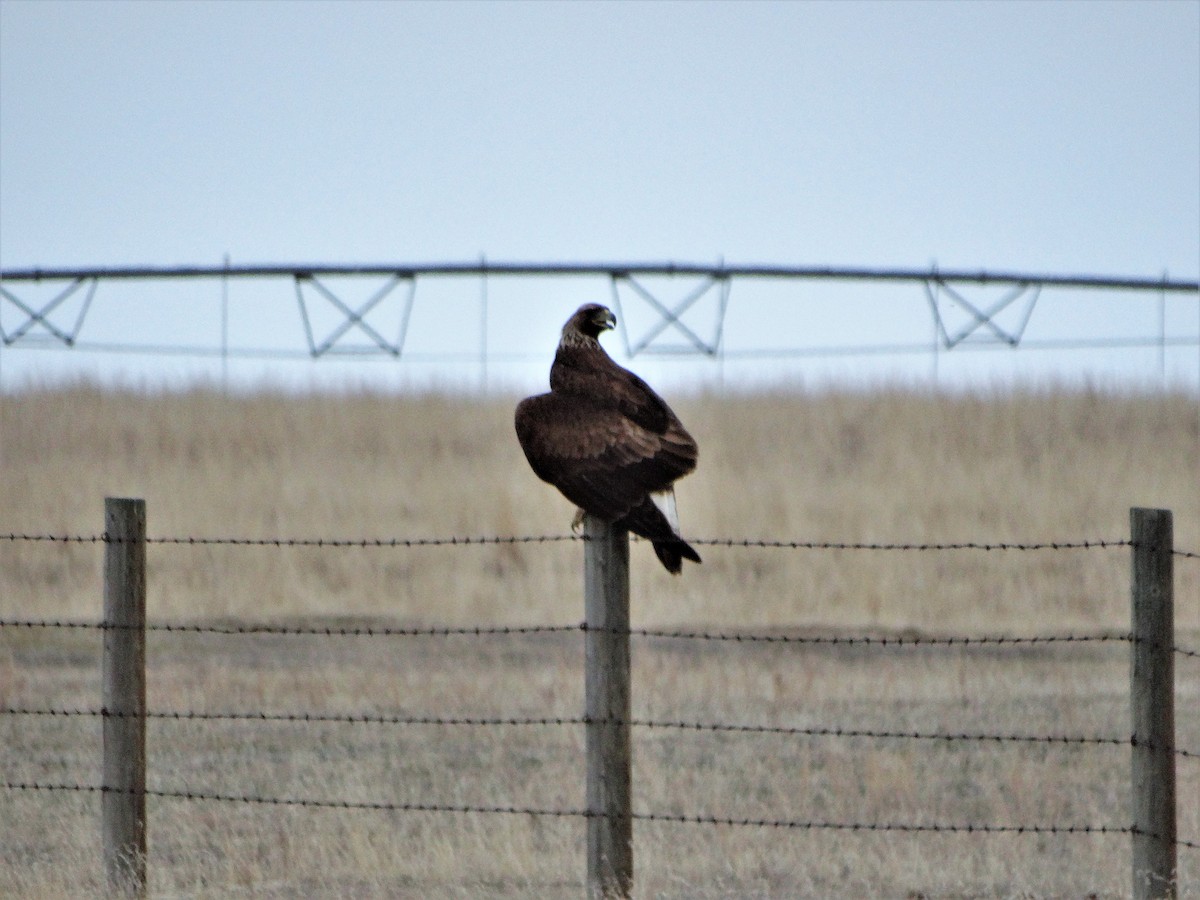 Golden Eagle - ML566549761