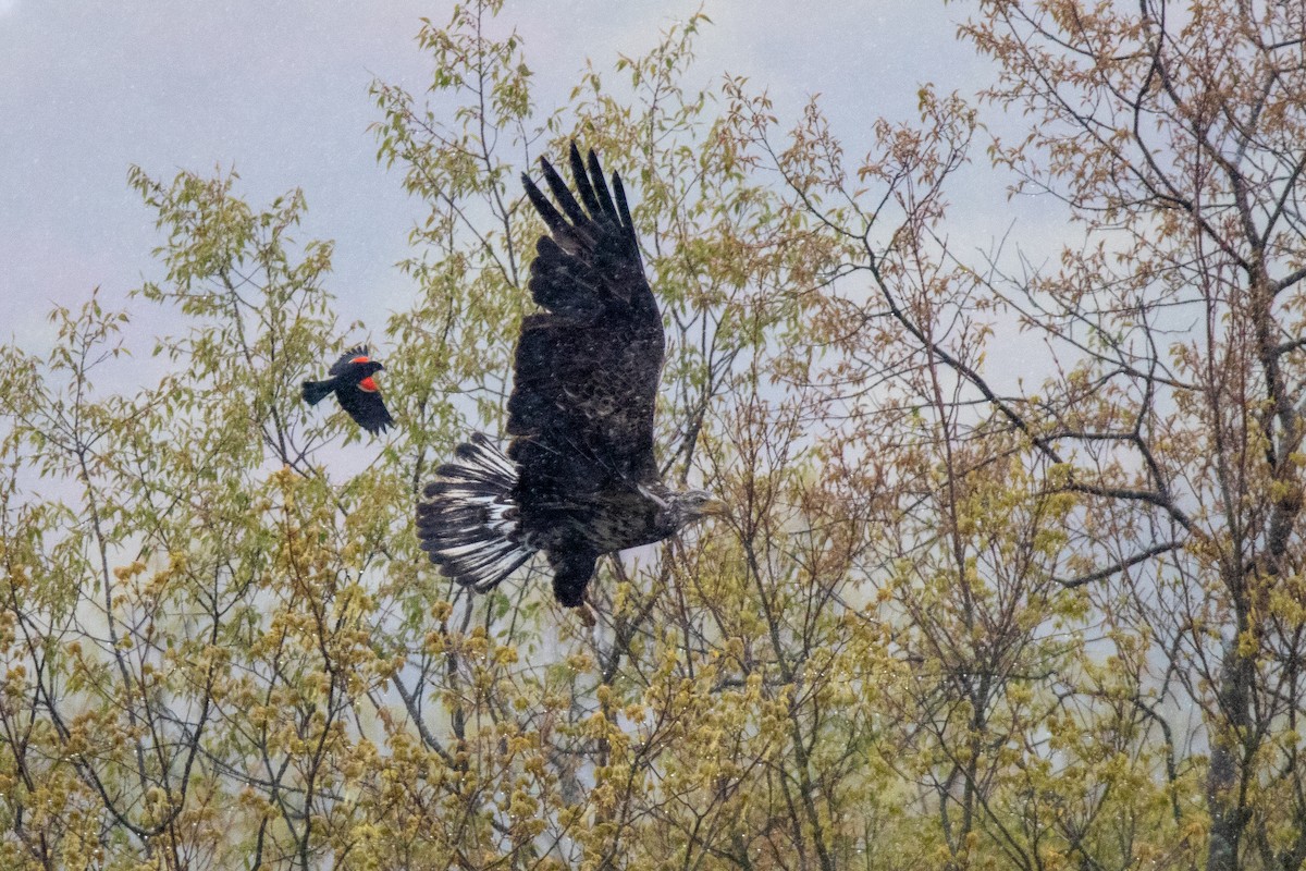 Bald Eagle - Sam Denenberg