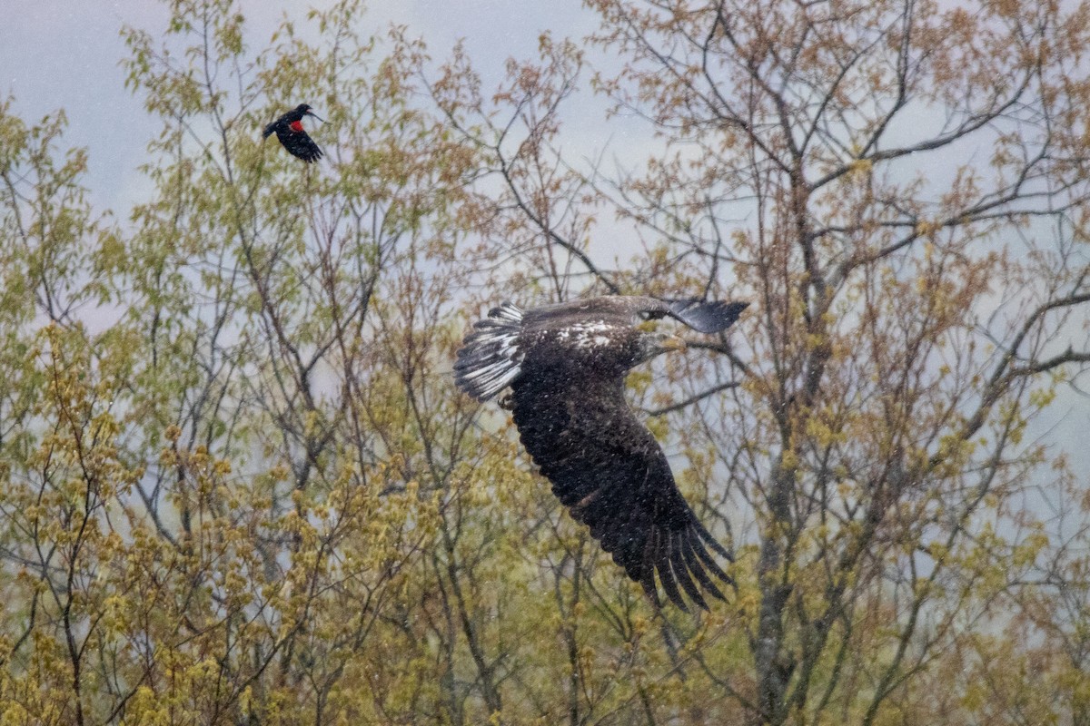 Bald Eagle - Sam Denenberg