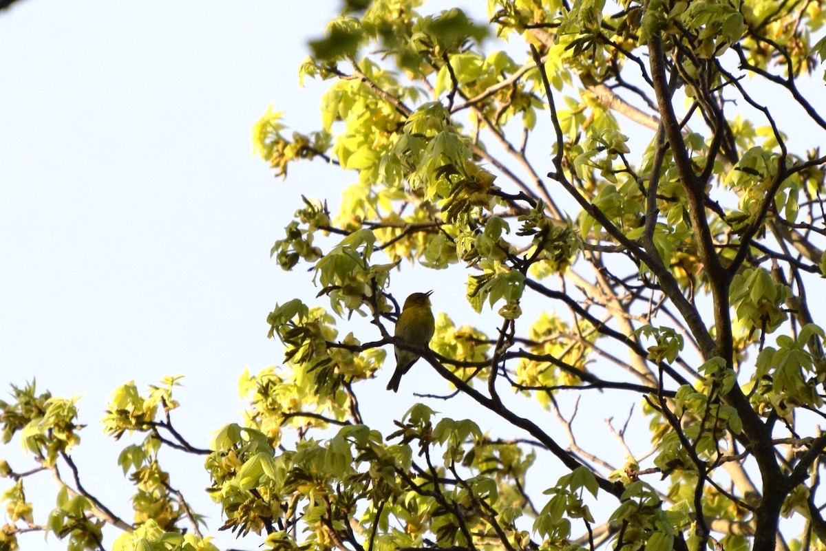 Pine Warbler - ML56655001