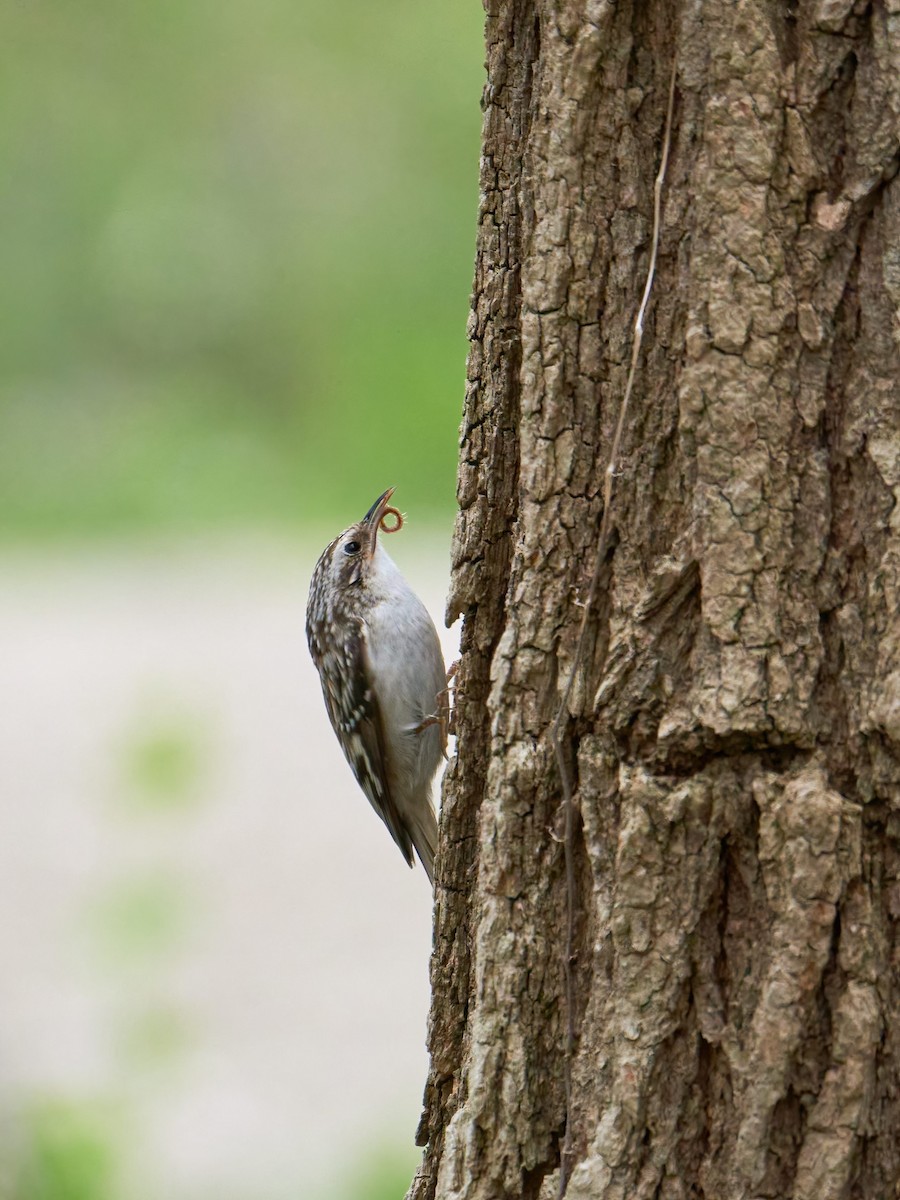 Brown Creeper - ML566550161