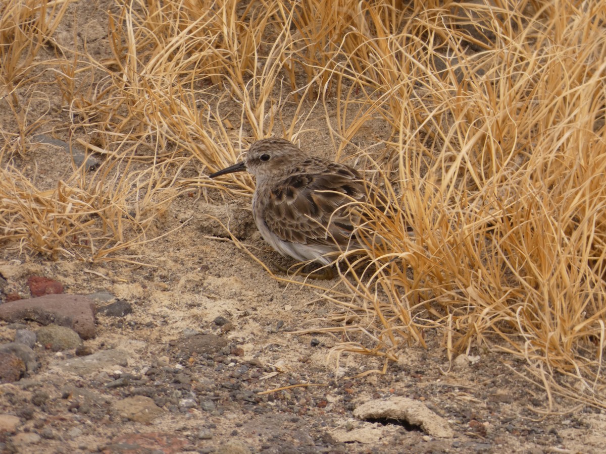 pygmésnipe - ML566550431