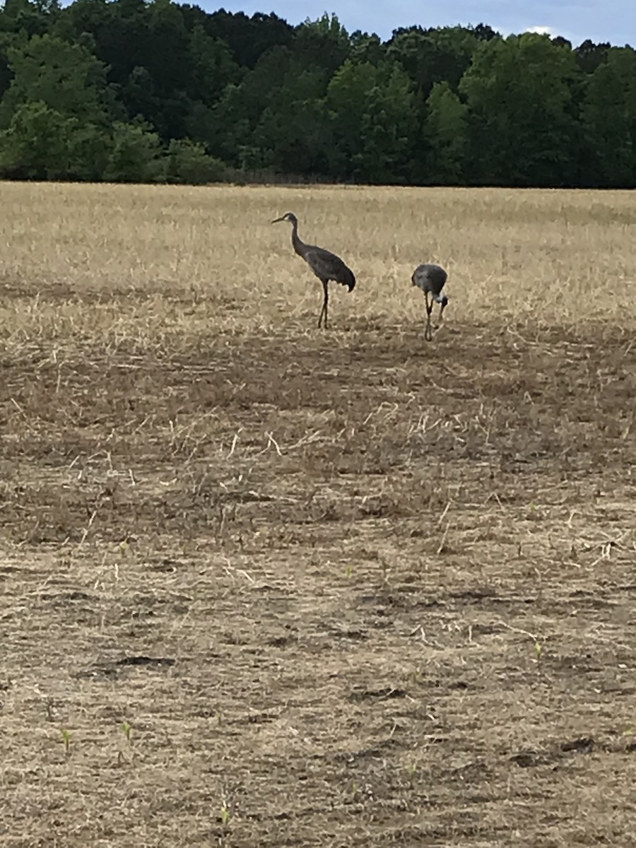 Sandhill Crane - ML566550711