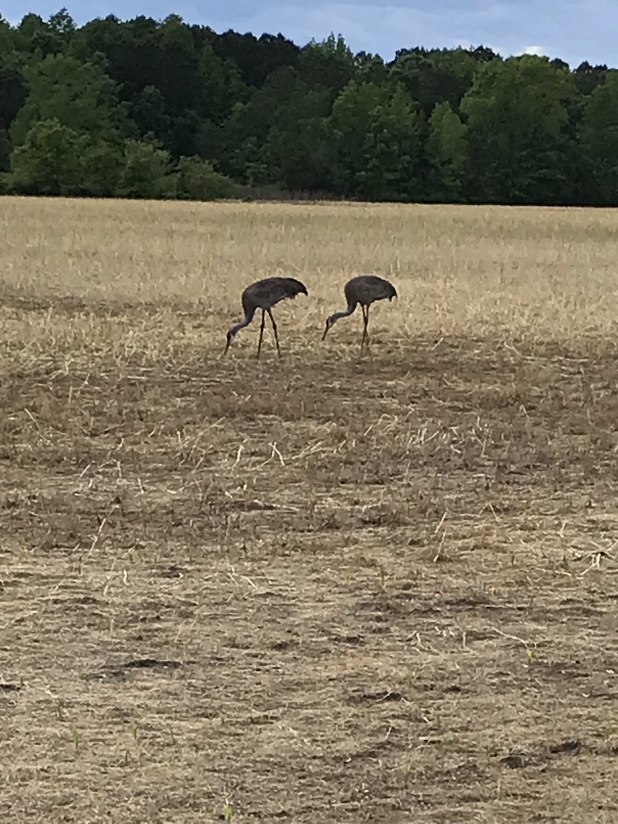 Sandhill Crane - ML566550791